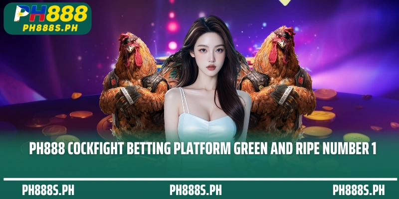 PH888 Cockfight betting platform green and ripe number 1